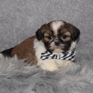Shih Tzu puppies for sale in CT