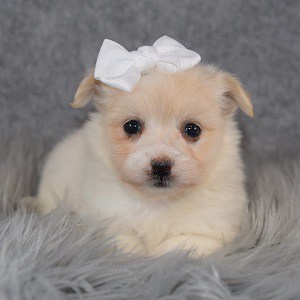 Maltese mix puppies for sale in PA