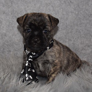 pug mixed puppies for sale in PA