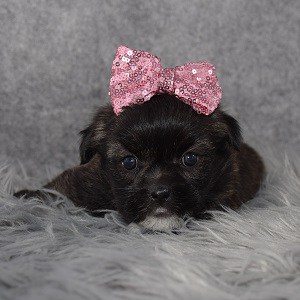 yorkie mixed puppies for sale in NJ