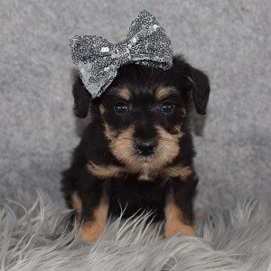 Schnoodle puppies for sale in VA