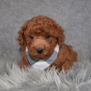 Poodle puppy adoptions in NJ