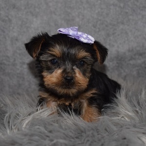 Yorkie puppies for sale in PA