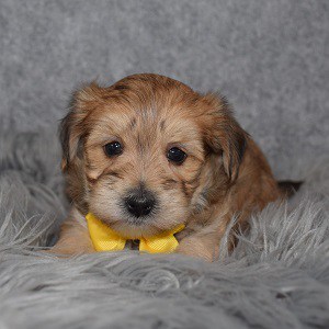 Morkie puppies for sale in VT