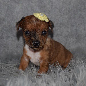Jackhunds puppies for sale in WV