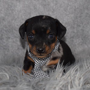 Jackhunds puppies for sale in TN
