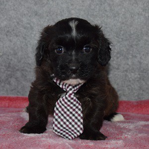Shihpoo puppies for sale in PA