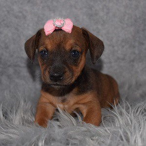 Jackhunds puppies for sale in VA
