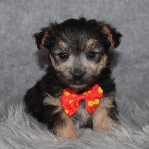 Morkie puppies for sale in VA