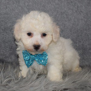 Bichon puppies for sale in WV