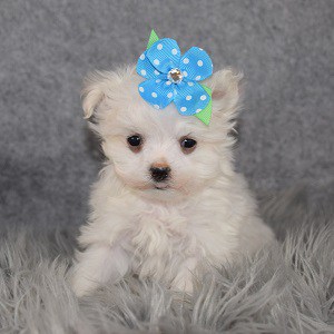 Maltest Puppies for Sale in NJ