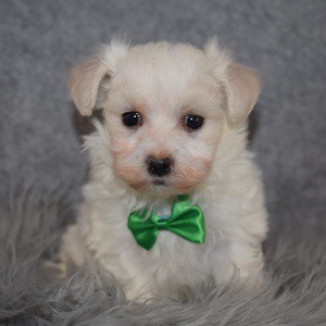Maltichon puppies for sale in MD