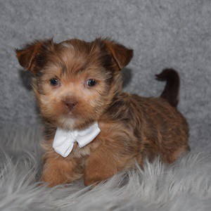 Shorkie puppies for sale in DC
