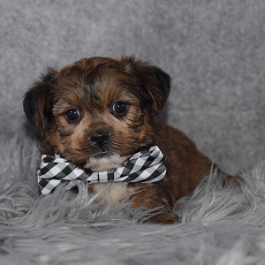 Shorkie puppies for sale in RI