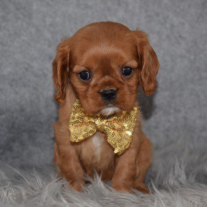 Cavalier puppies for Sale in MD
