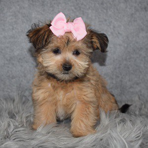 Shorkie puppies for sale in MD