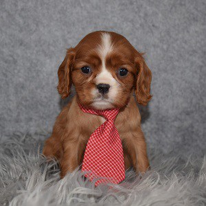 Cavalier puppies for Sale in NY