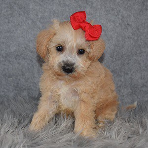 schnoodle adoptions in PA