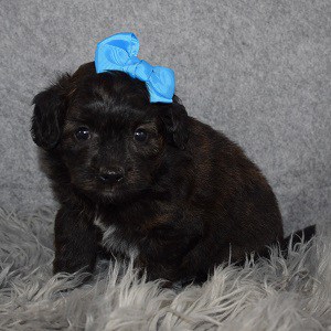 pomapoo puppies for sale in NY
