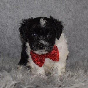 Havanese puppies for sale in PA