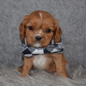 Cavalier puppies for sale in PA