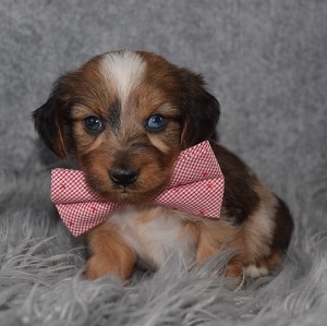 dachshund mixed puppies for sale in VA