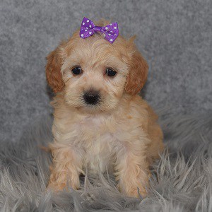 Maltipoo puppies for sale in CT