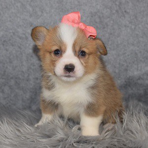 corgi puppies for sale in MD