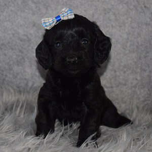 dachshund mixed puppies for sale in NJ