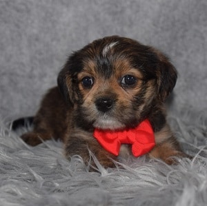 Shorkie puppies for sale in ME