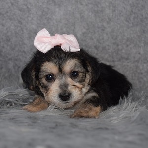 yorkichon puppies for sale in NJ