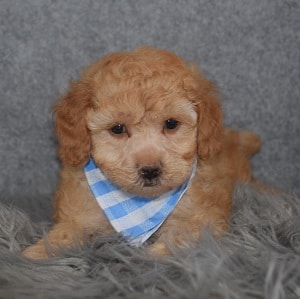 Poodle puppies for sale in PA