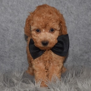 Poodle puppies for sale in NY