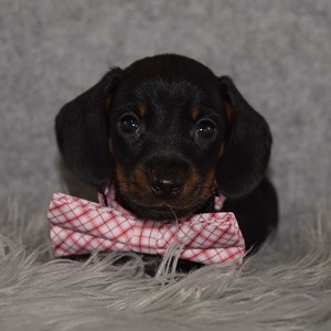dachshund puppies for sale in PA