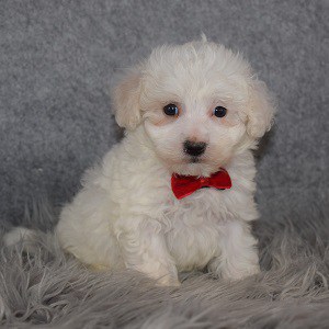 Maltipoo puppies for sale in PA