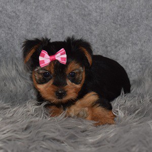 Yorkie puppies for sale in MD