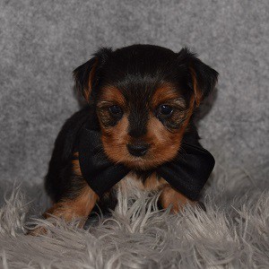 Yorkie puppies for sale in NY