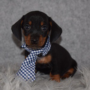 dachshund puppies for sale in CT