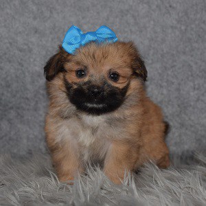 Shih Tzu mix puppies for sale in WV