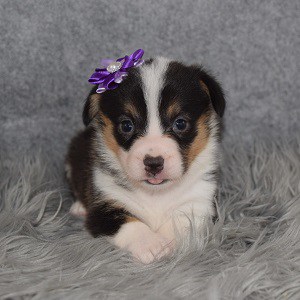 Corgi puppies for sale in MD