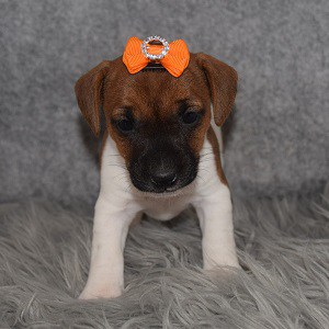 jack russell puppies for sale in VA