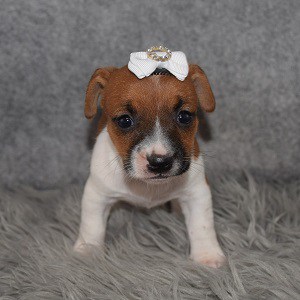 jack russell puppies for sale in NJ