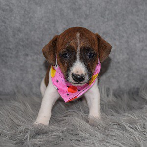 jack russell puppies for sale in NY