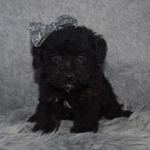 Shihpoo puppies for sale in VT