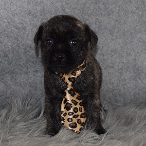 Pug mixed puppies for sale in PA