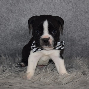 Boston Terrier puppies for Sale in RI