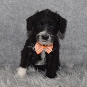 Schnoodle puppies for sale in PA