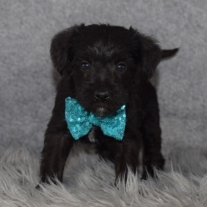 Schnoodle puppies for sale in NJ