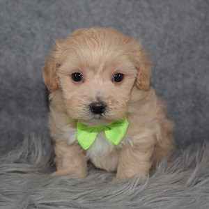 Lhasapoo puppies for sale in MD
