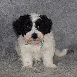 Havachon puppies for sale in MD